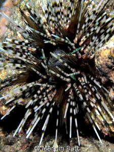 They called it a candy cane urchin by Marylin Batt 
